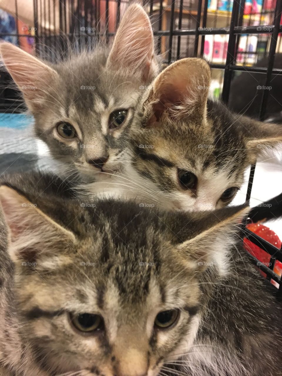 Kittens