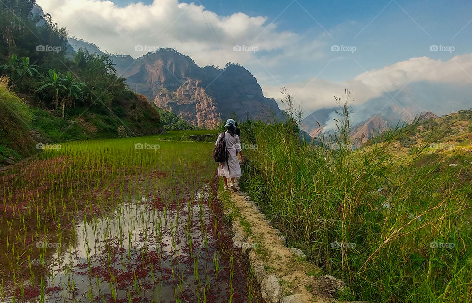 rice field on the mountain tops