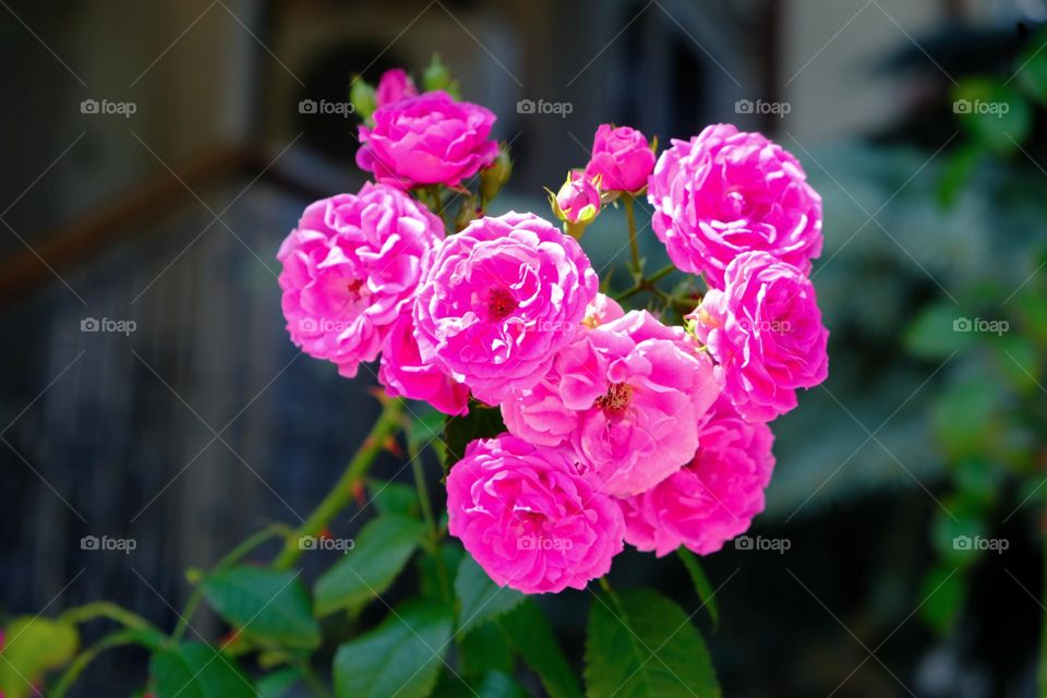 Magenta rose bush