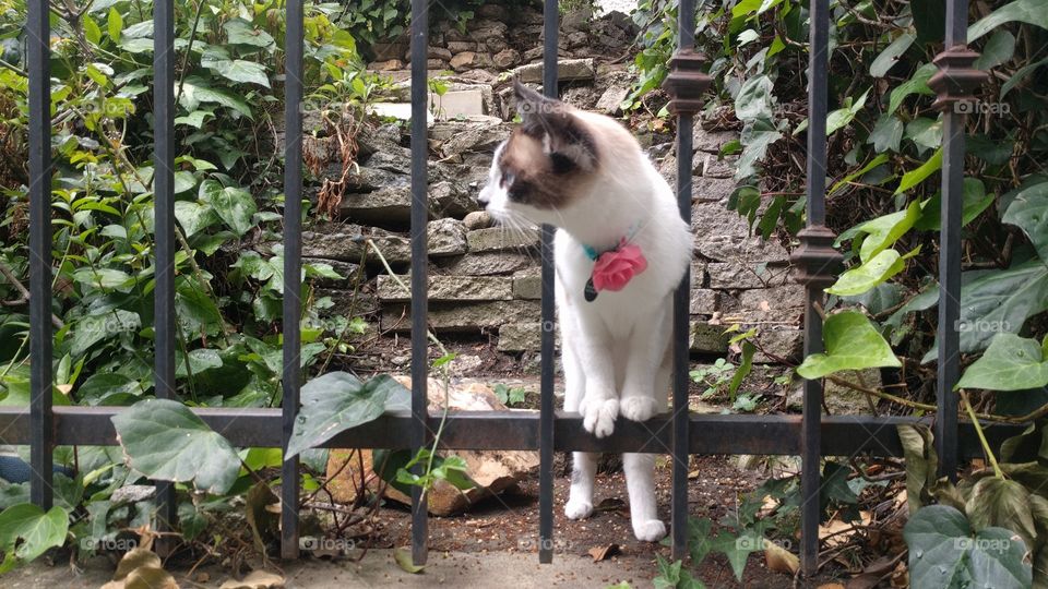 A cat in a fence