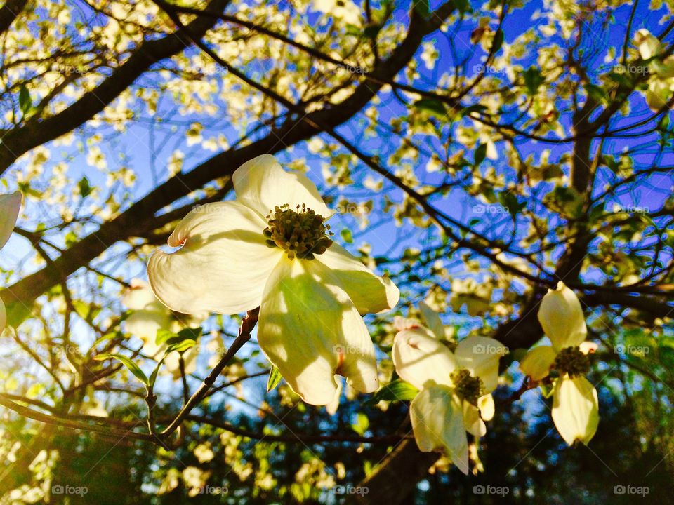 Dogwood flowers in the spring
