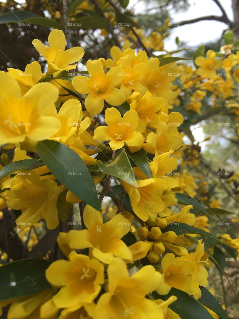 North Carolina Jasmine (Gelsemium Sempervirens) is a twining vine it is toxic to human just the same it is a beautiful bright yellow flower and the very first sign of spring.