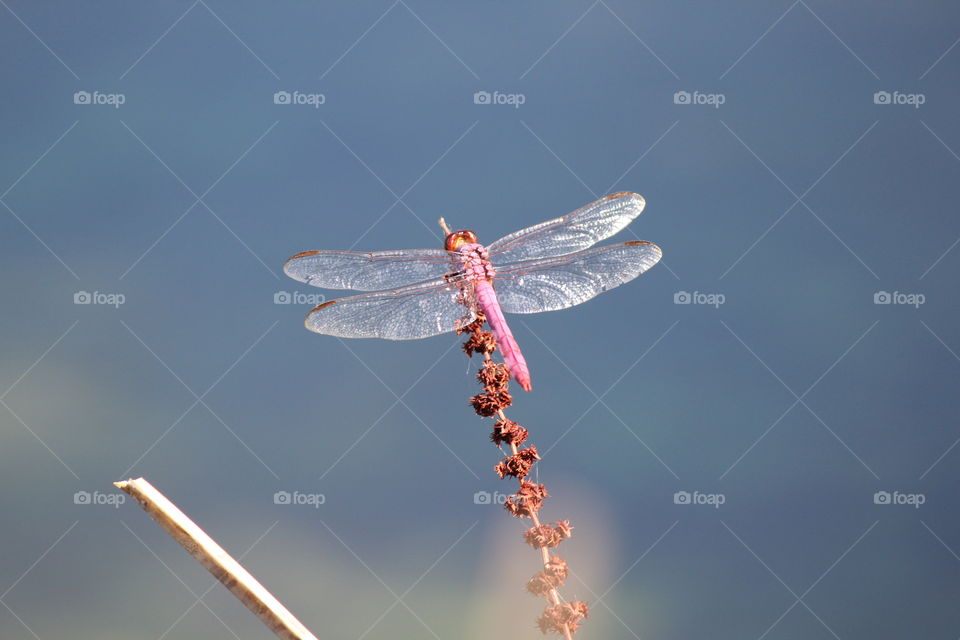 pink dragonfly