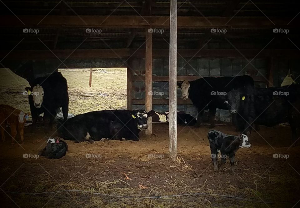 Baby calfs on the farm