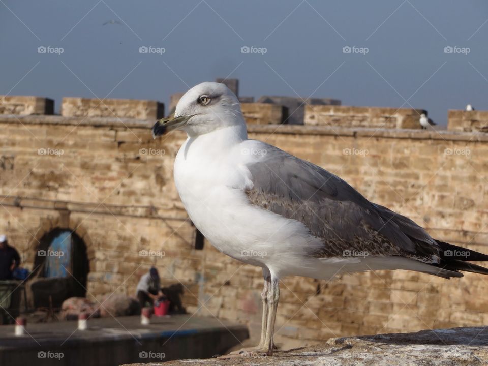 Seagull at port in essaouria 