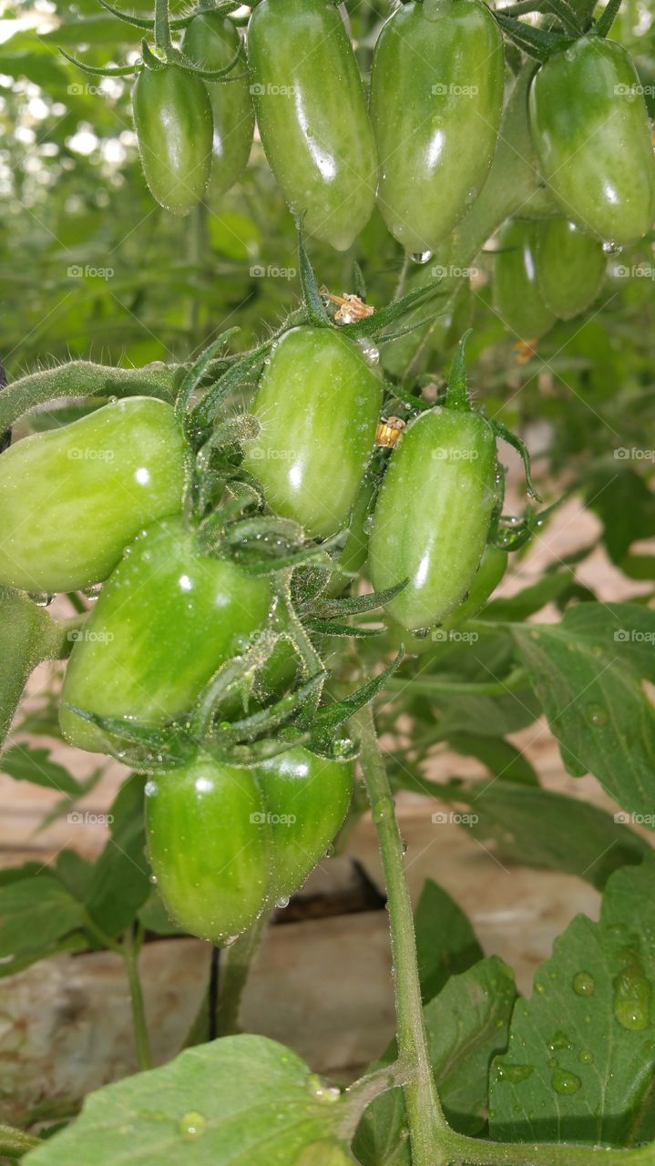 Kind of small tomatoes