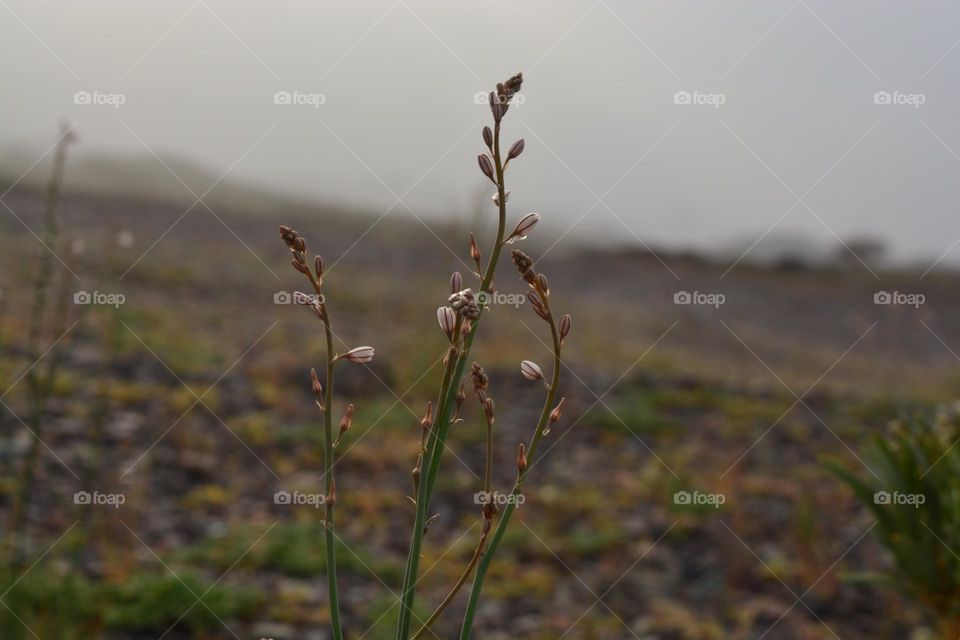 Asphodelus fistulosus