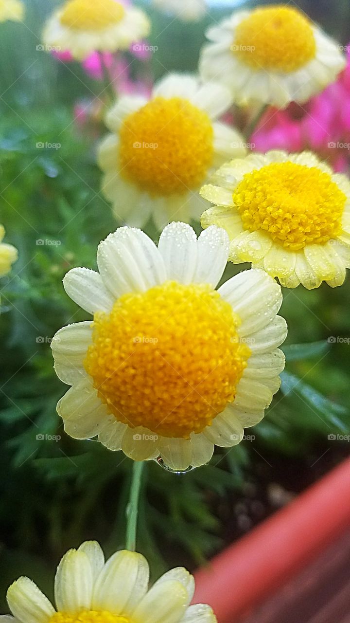 tiny yellow annual flower in a deck box