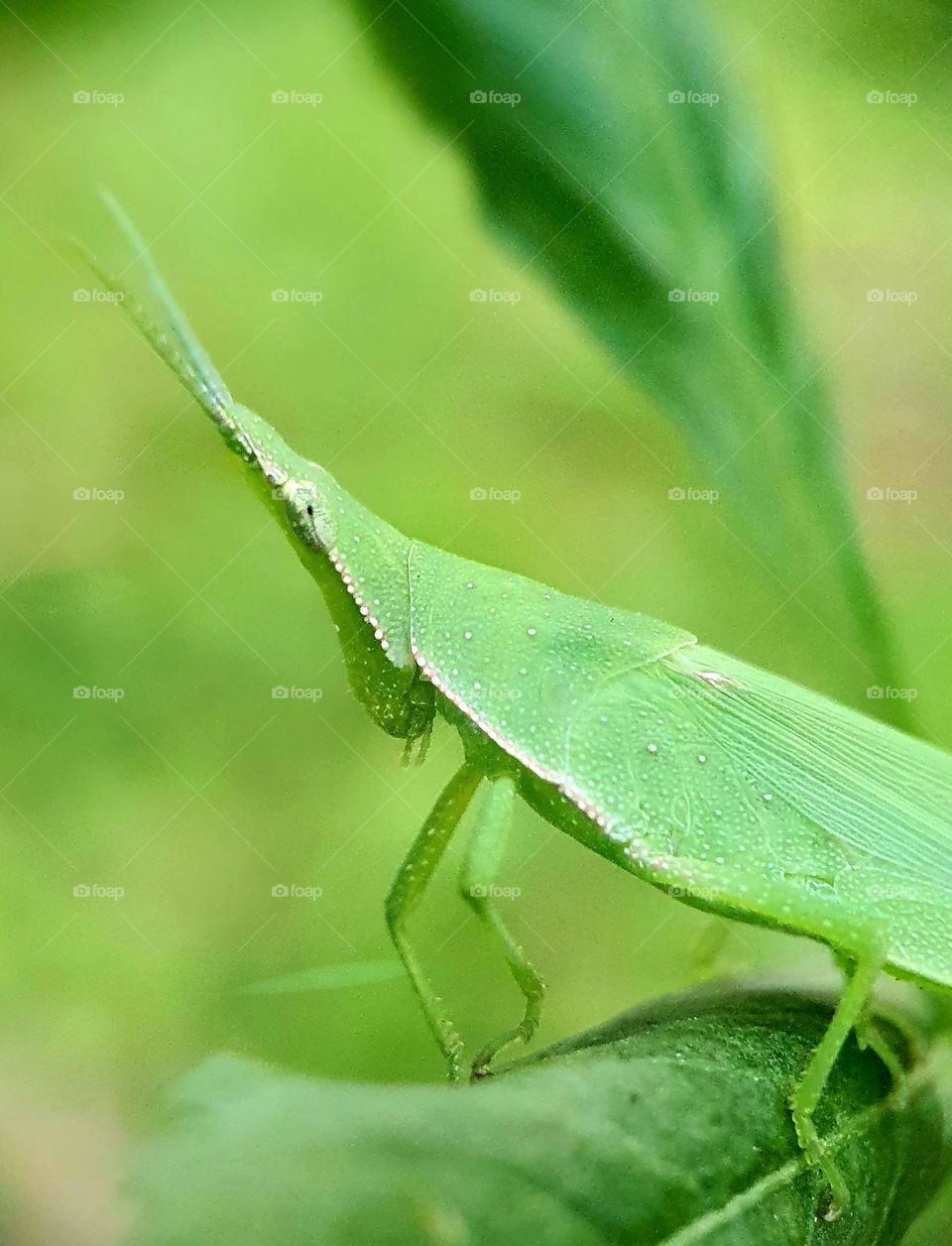 Oriental Long Headed Grasshopper (Chinese Grasshopper)