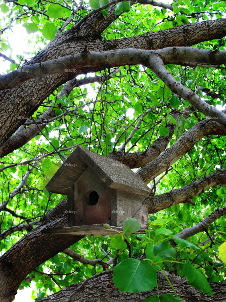 tree bird house