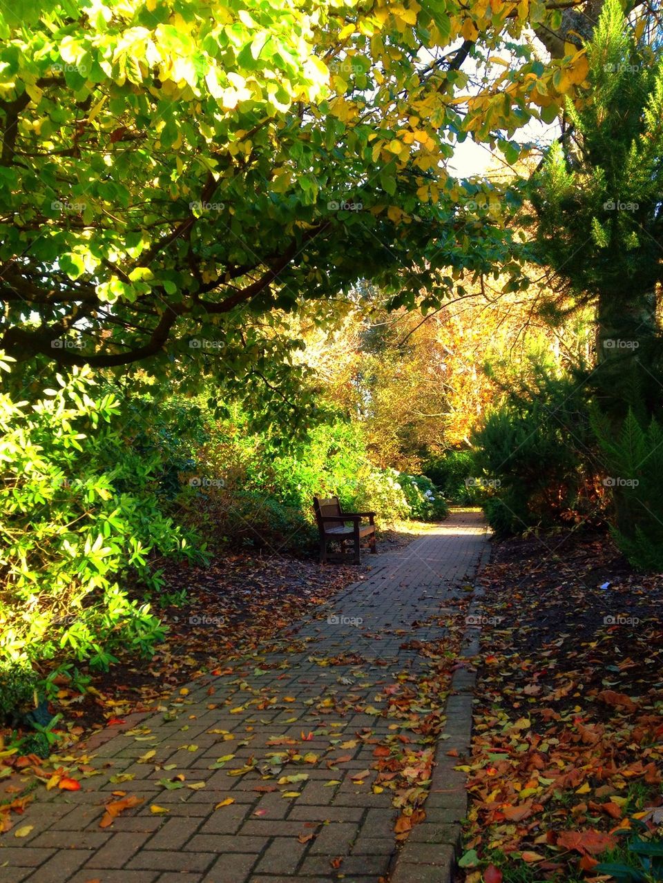 Autumnal path