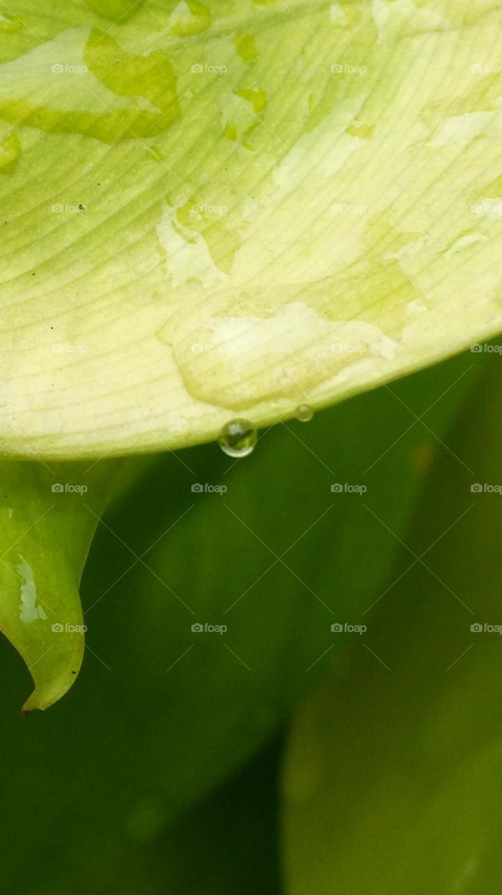 Water drop
