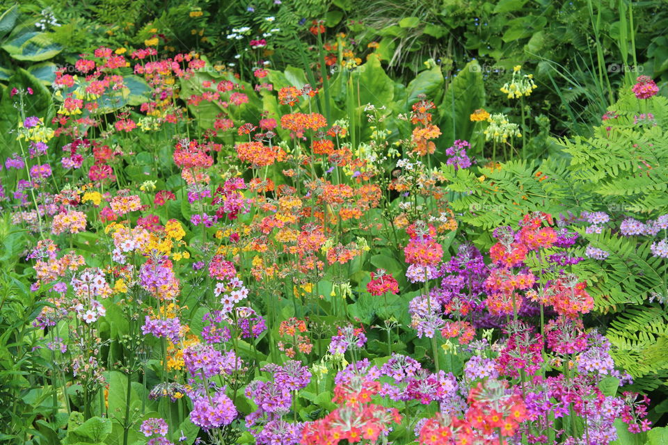 A colourful display of flowers 