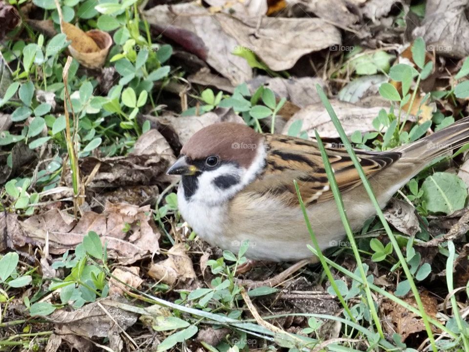 Sparrow