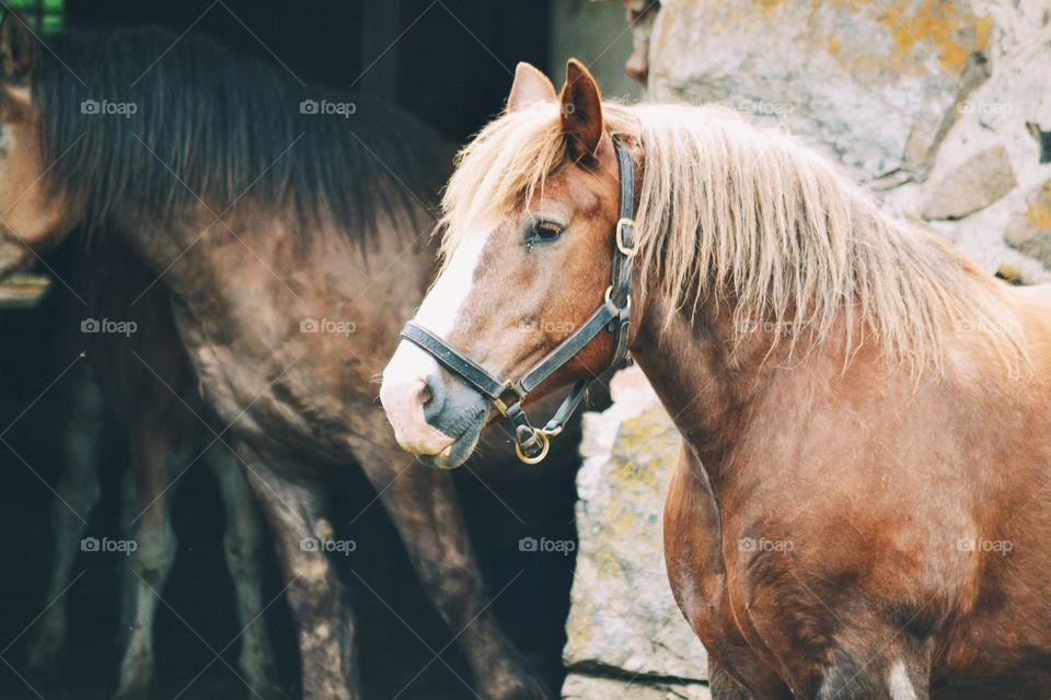 Side view of brown horse