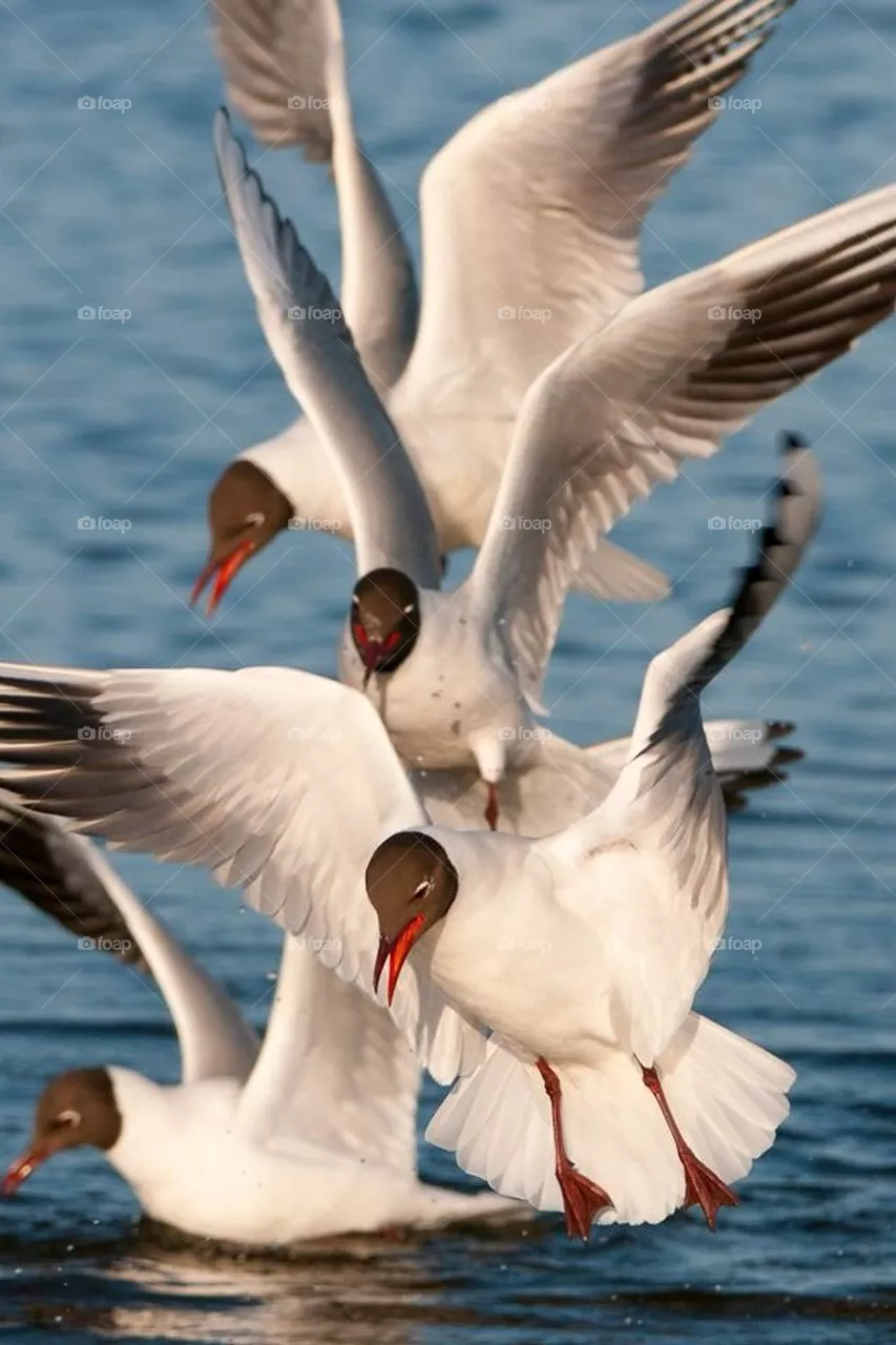 Birds