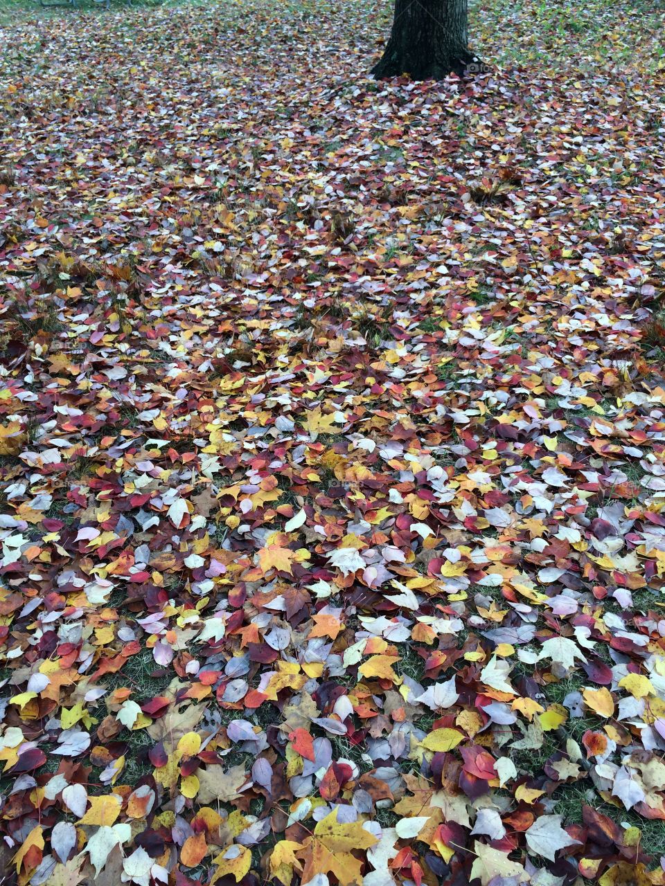 Blanket of leaves
