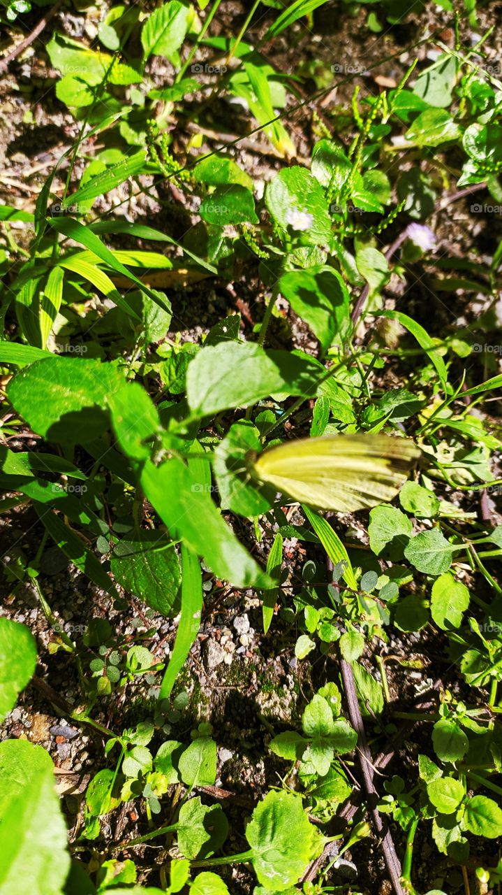 Little yellow butterfly resting on the green leaf and enjoying the mellow sunshine of early autumn
