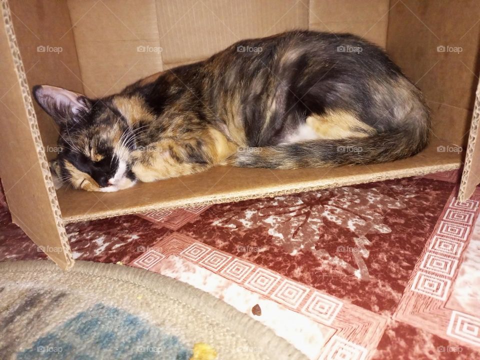 cat with two face sleeping in a box