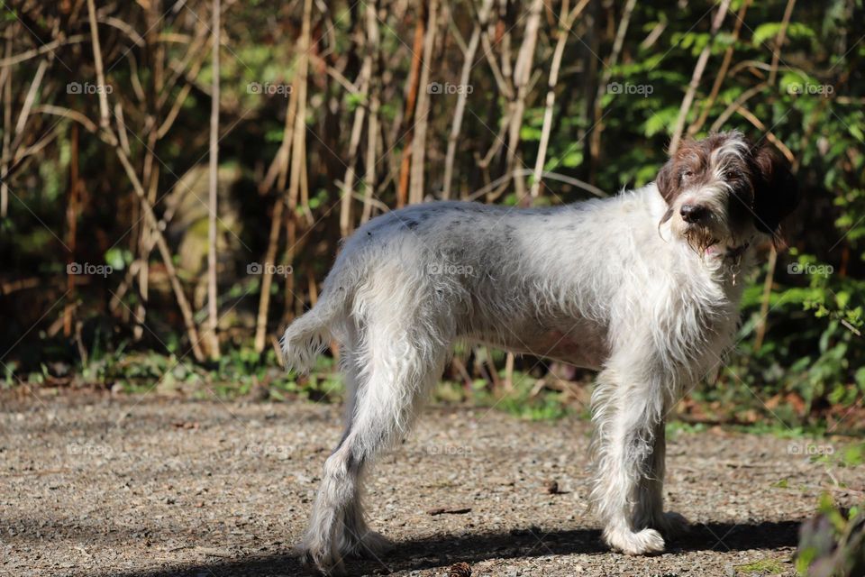 Dog in a trail