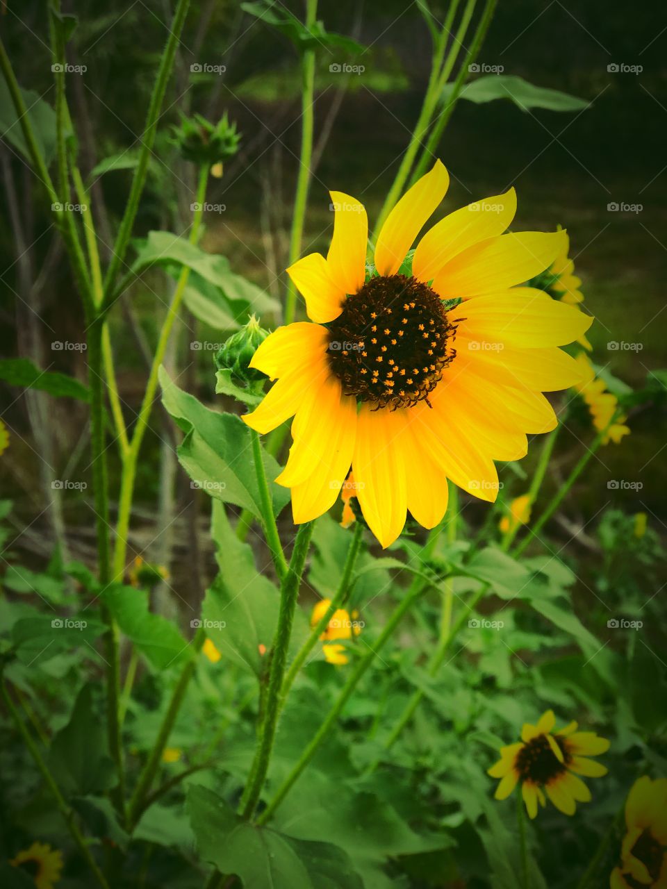 Sunflower 