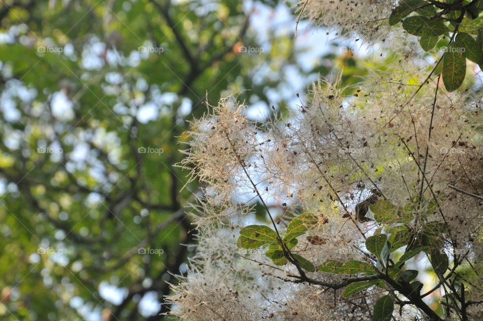 plants