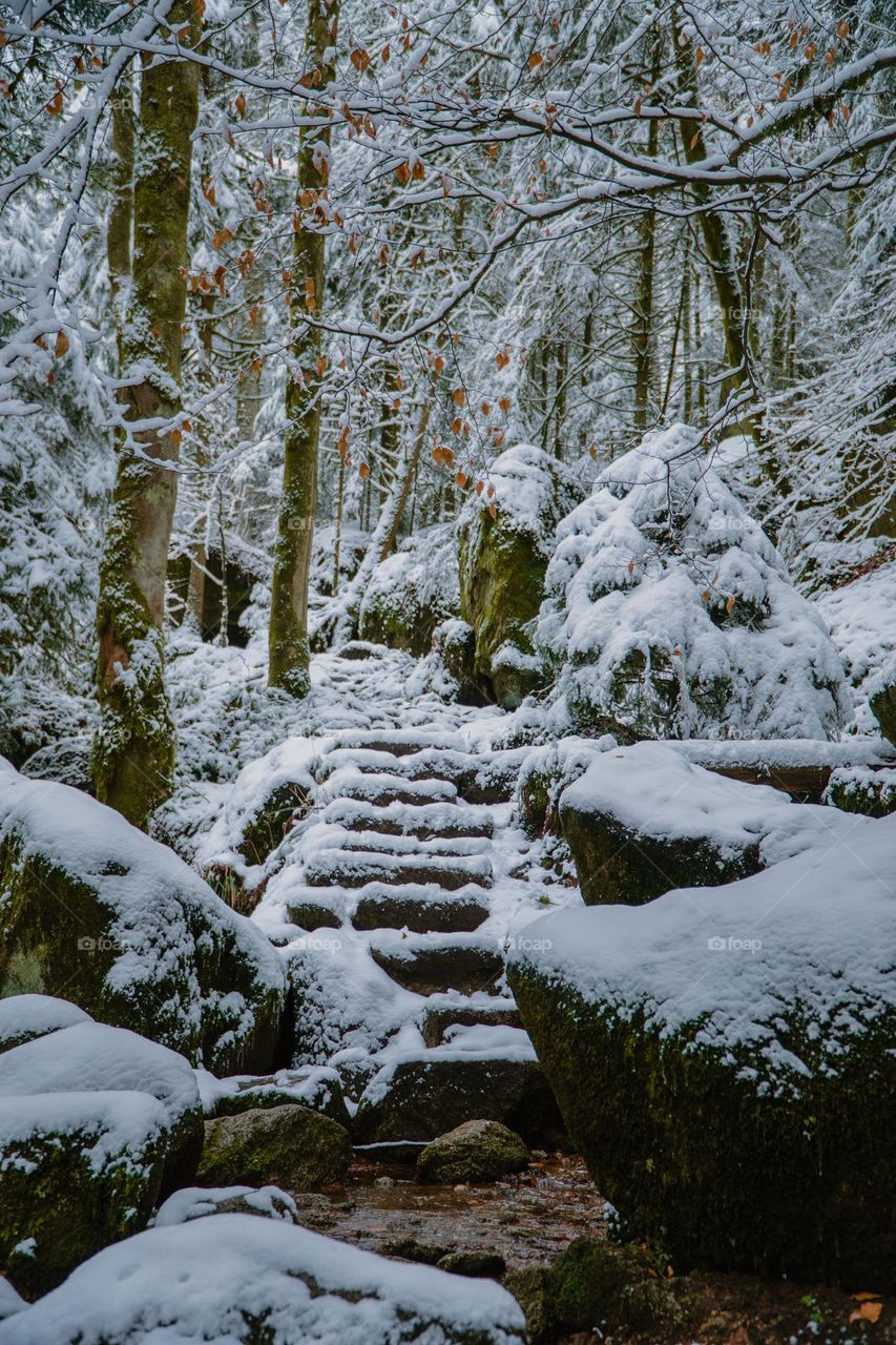 White snow in the Black Forest