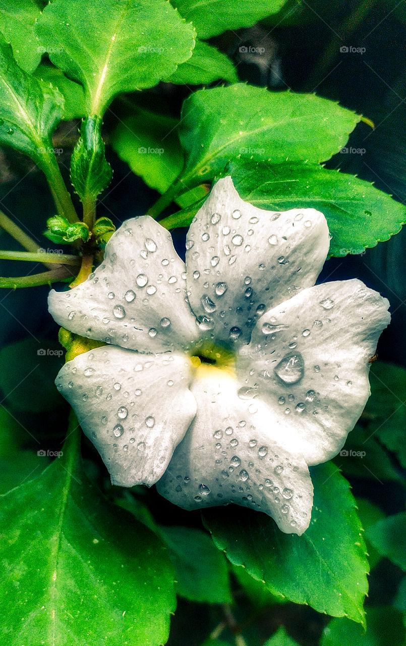 amazing flowers with rain drops and green leaves