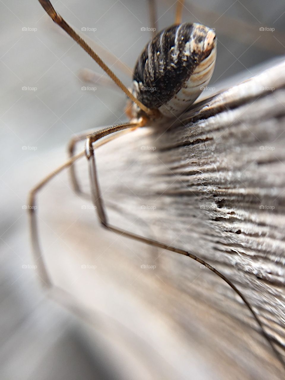 Longleg. Spider longleg macro