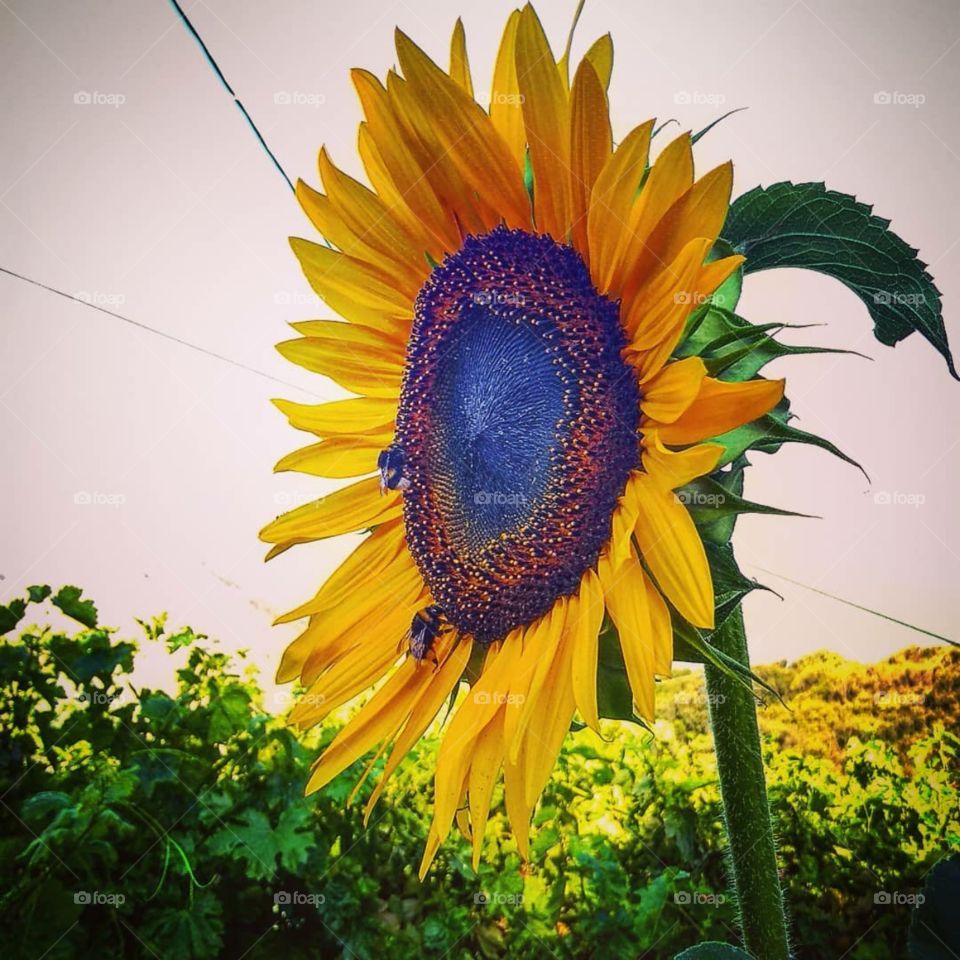 Sunflower