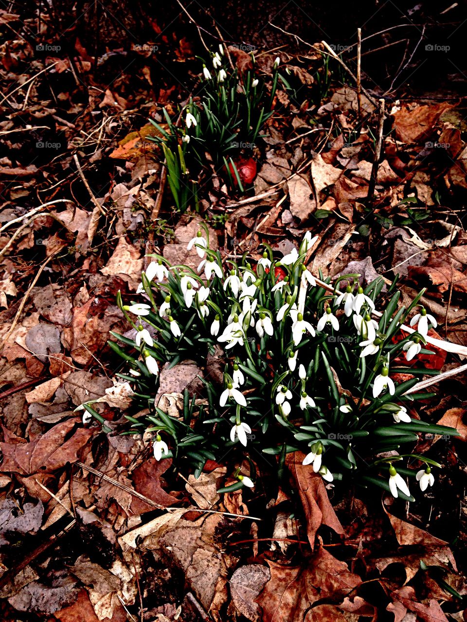 Snowdrop Season