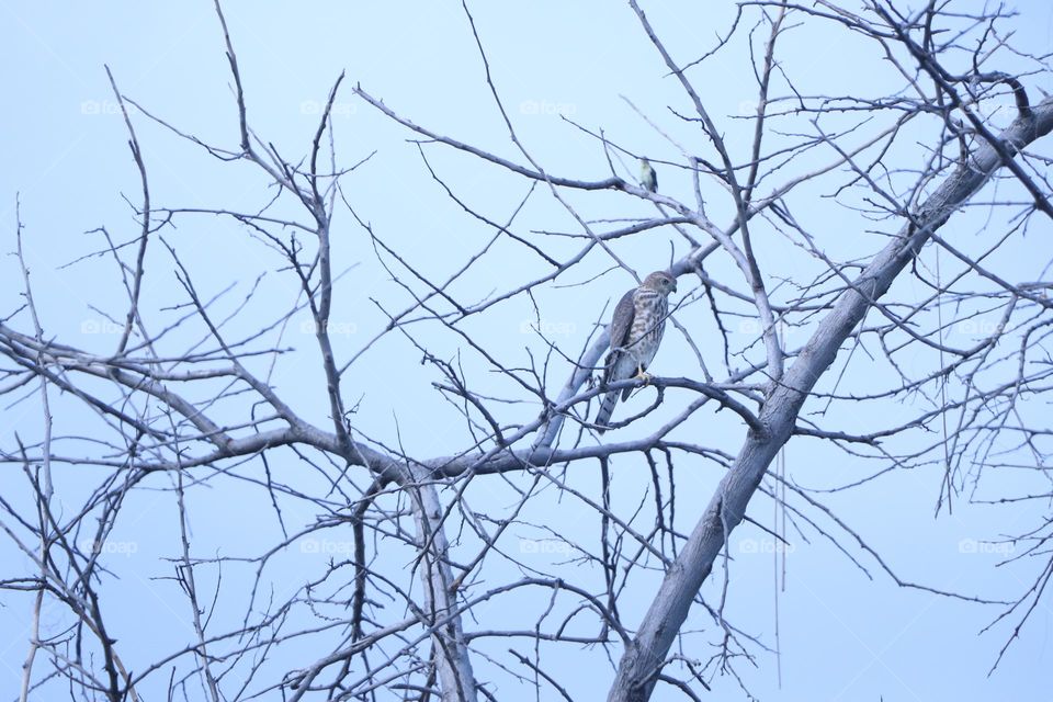 indian eagle sitting on tree