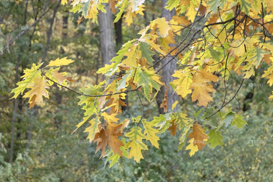 Colourful autumn leaves