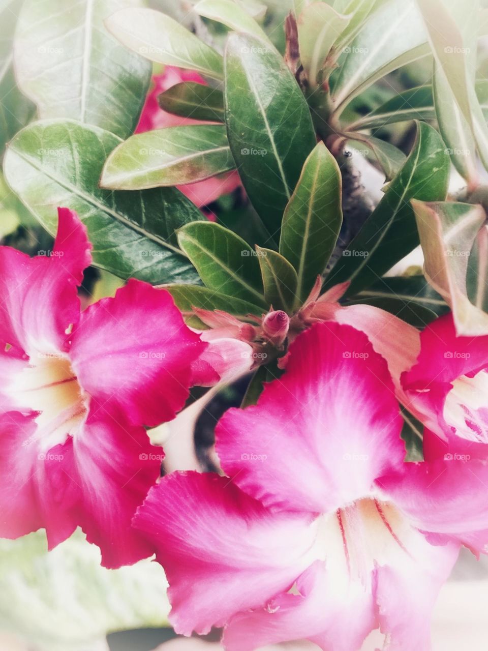 flower shape
in a beautiful garden