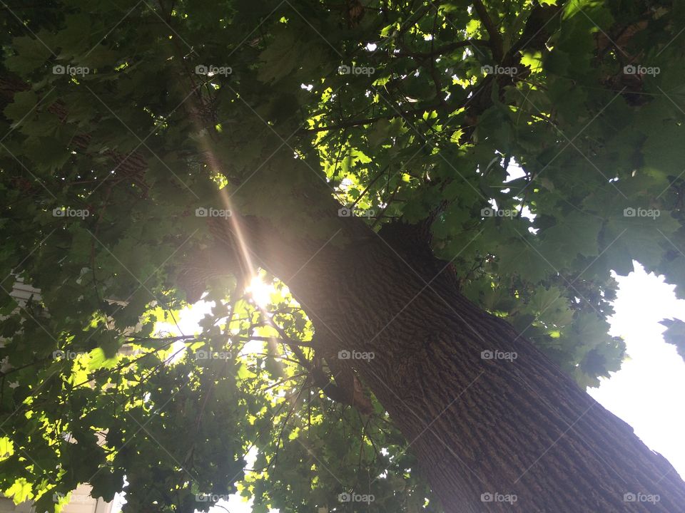 Sunlight peering through trees