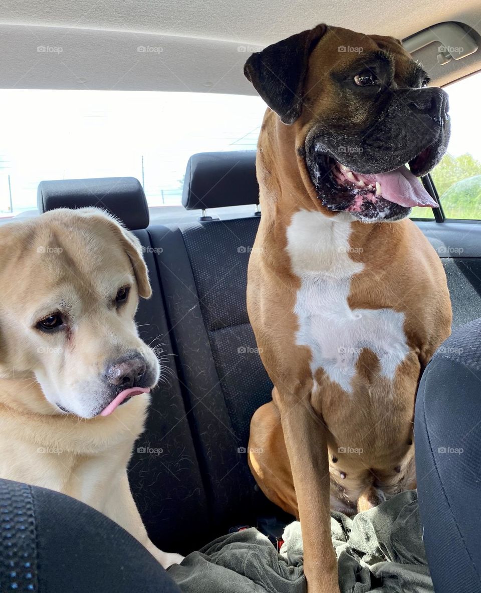 Dogs on a road trip