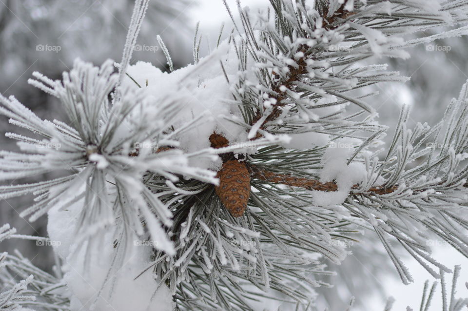 winter forest