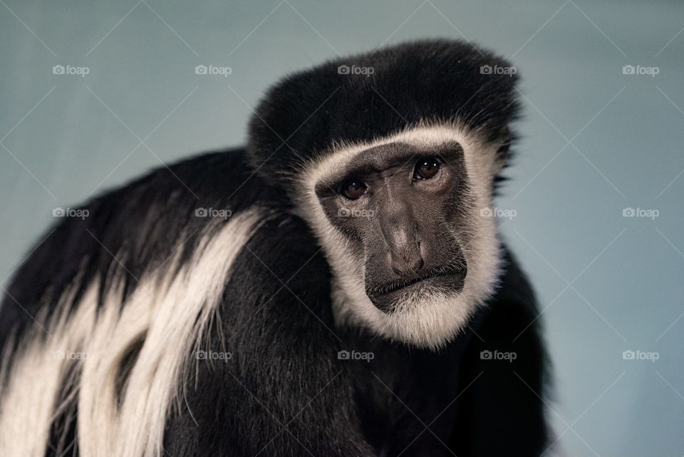 Sad Face Colobus Monkey