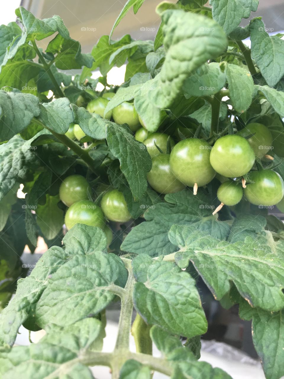 Homemade cherry tomatoes balcony summer time 