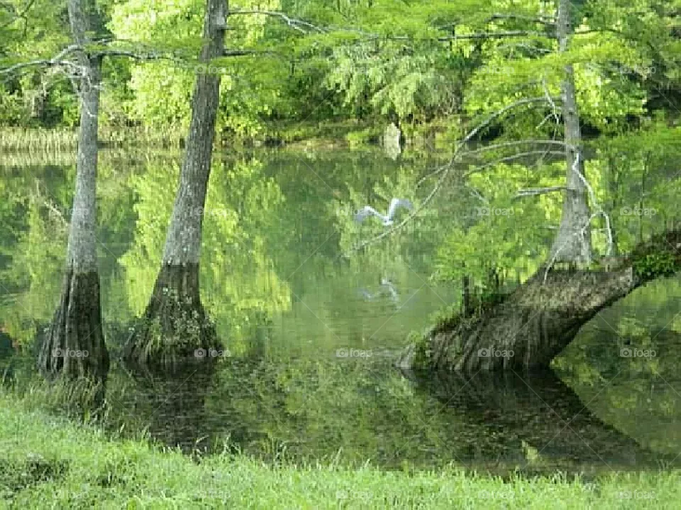 Green Swamp