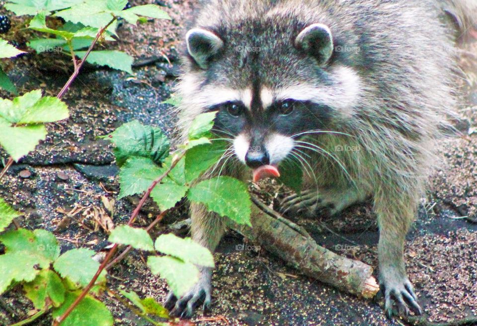 Closeup of a teenage raccoon indulging in the sweet taste of blackberries on our shed roof. His tongue is out, lapping the ripe fruit juice off his face. He is keeping a close eye on the distant photographer & the restrained dogs! 🐕