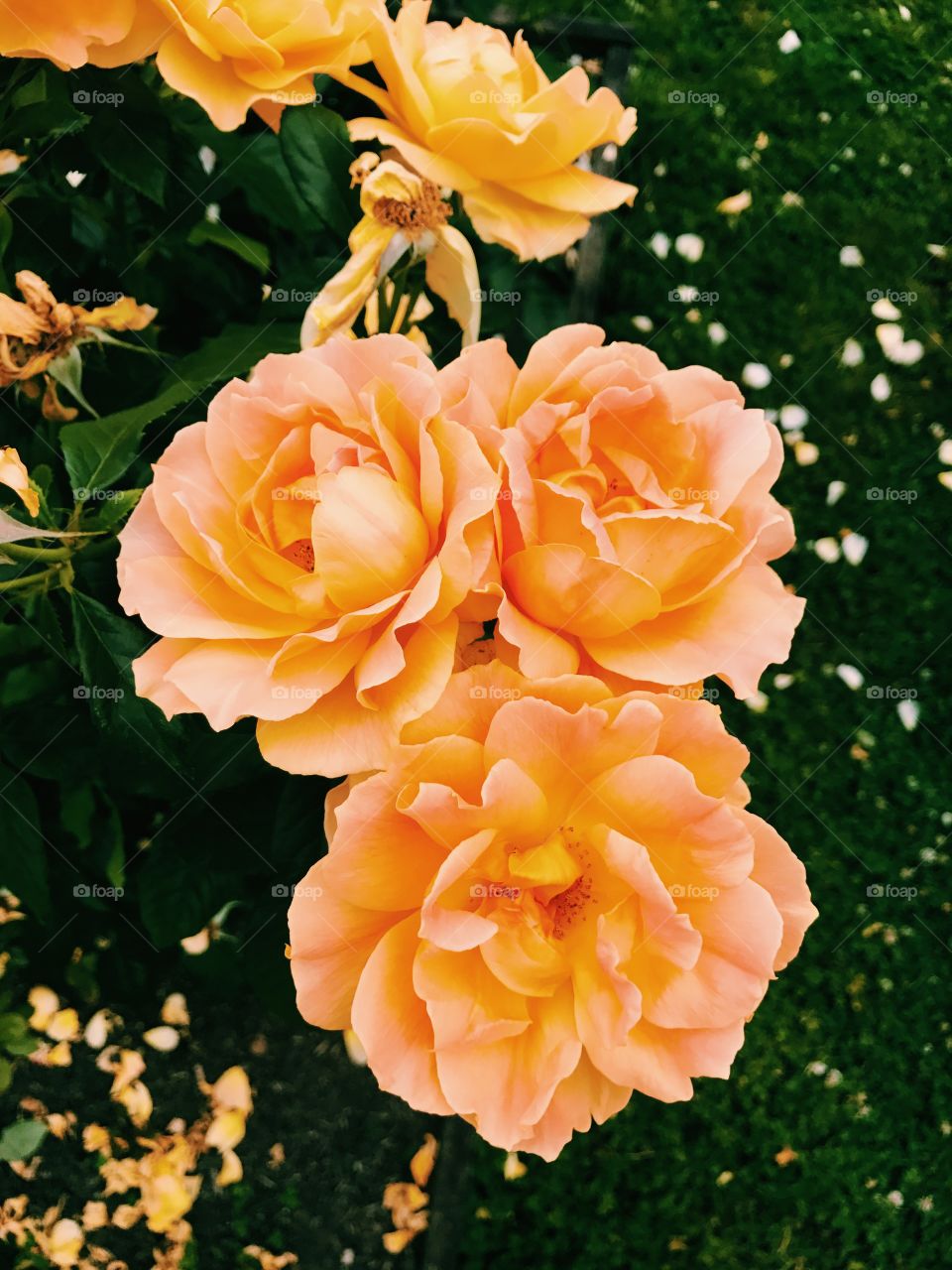 Orange Roses