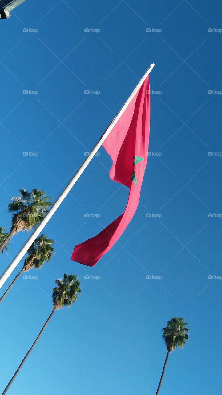 Beautiful Morocco flag and beautiful palm trees.