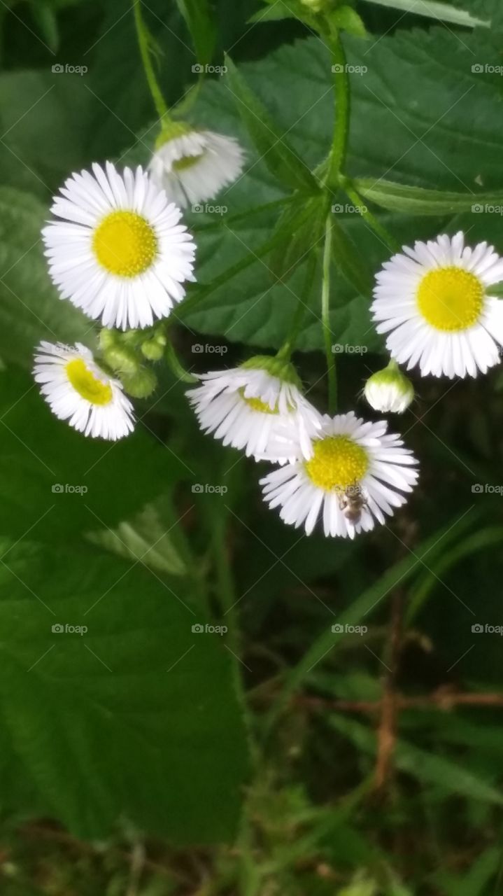 little daisies. seen on a trail