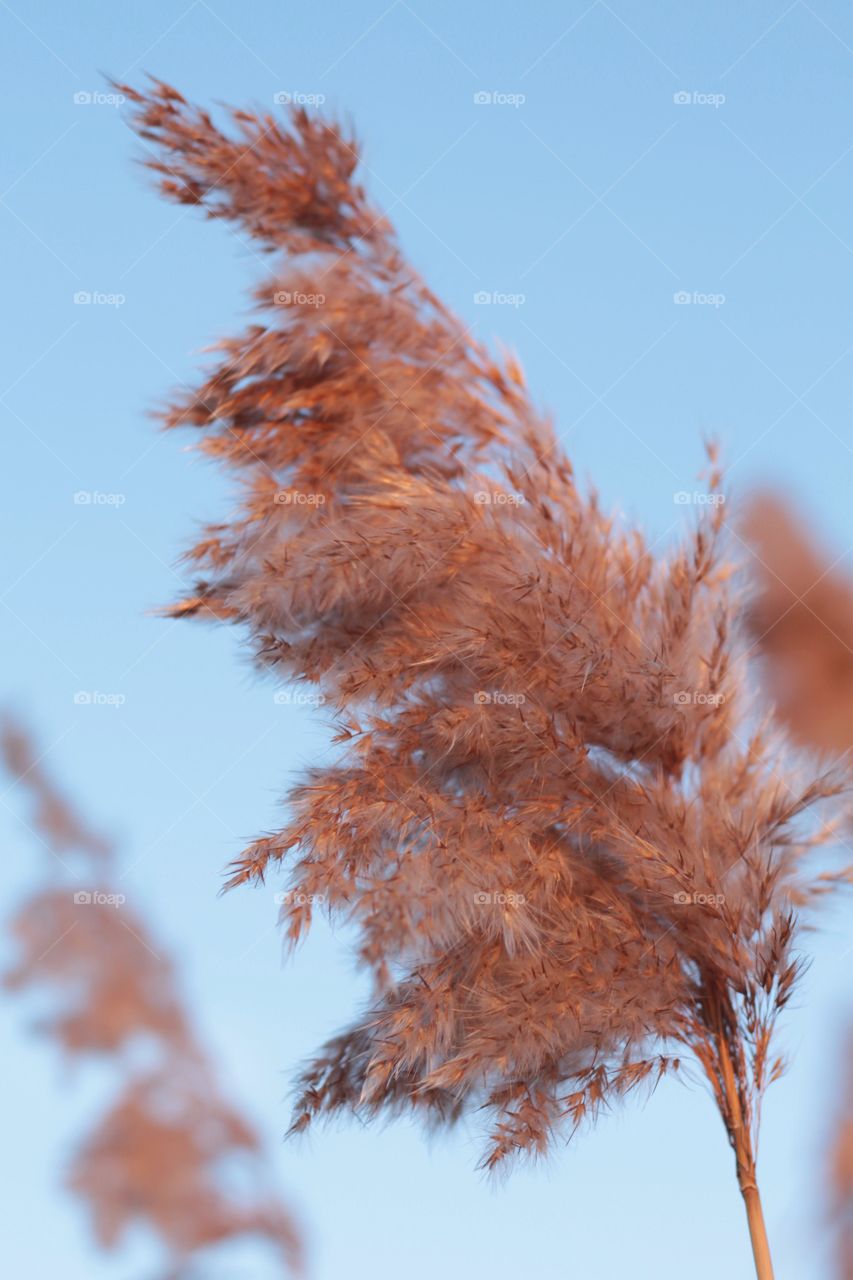 Dry grass 