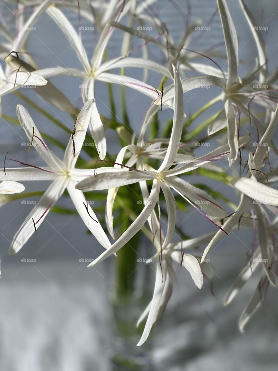 Crinum asiaticum (grand crinum lily, spider lily) stalk with red stamens and yellow pollen in a tall glass vase in Portrait mode