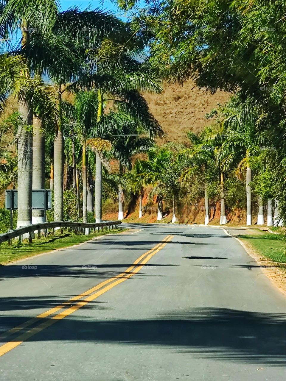 a beautiful road with coconut trees on both sides, in the interior of São Paulo - Brazil.