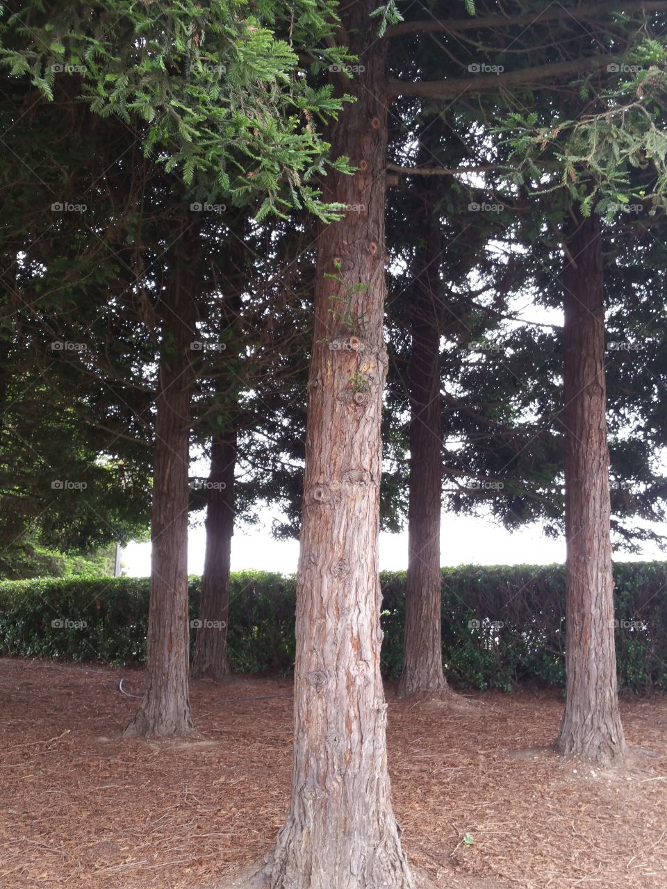 Tree, Wood, Conifer, No Person, Evergreen