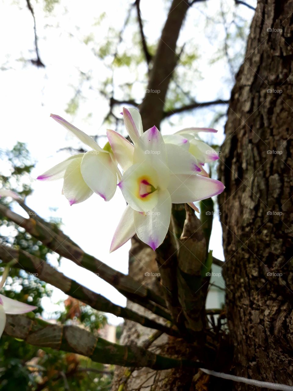 orquídea