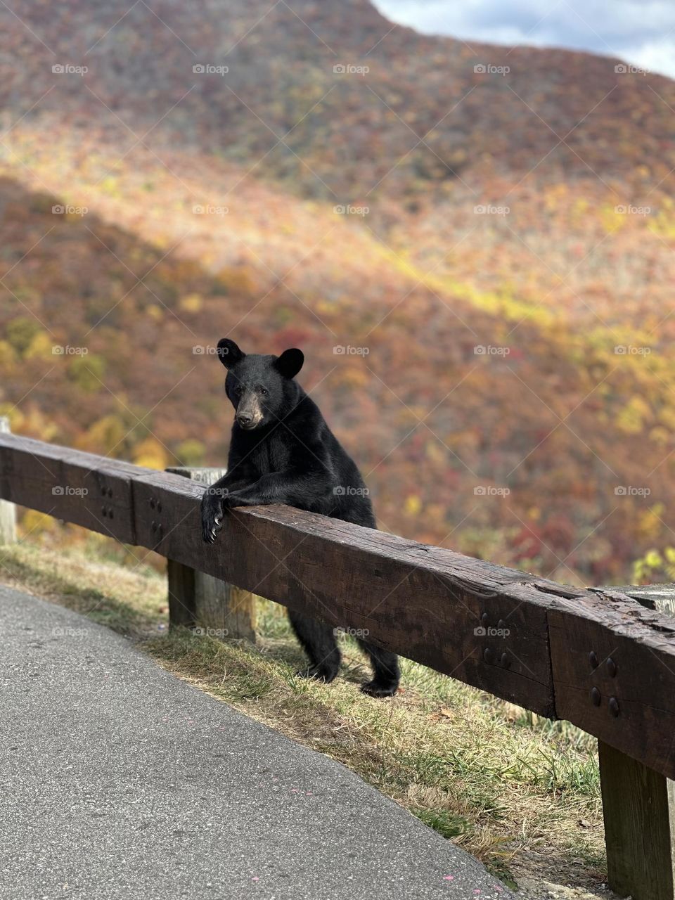 Bear cub on the parkway 